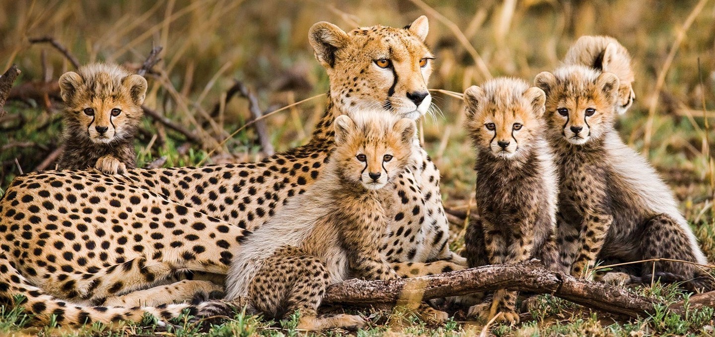 Lion World Travel - Cheetah Family